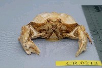 Common box crab Collection Image, Figure 3, Total 6 Figures